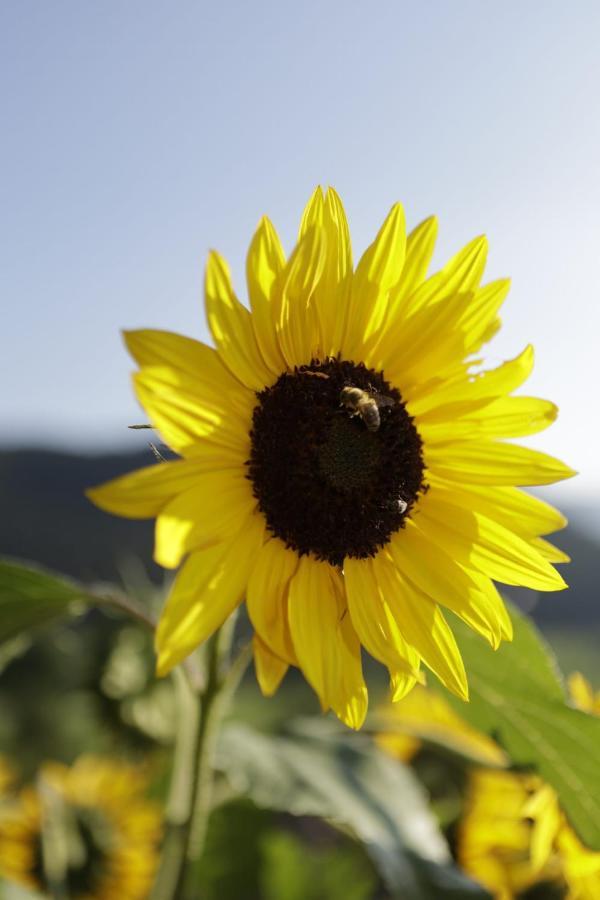Appartamento Alpenrose Meltina Esterno foto